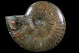 Flashy Red Iridescent Ammonite - Wide #81855-1